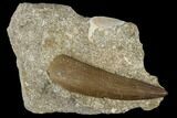 Fossil Plesiosaur (Zarafasaura) Tooth - Morocco #116932-1
